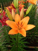 [4099 Puma DJ No102.JPG]